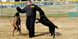 dog trainer with two dogs