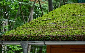 moss in gutter